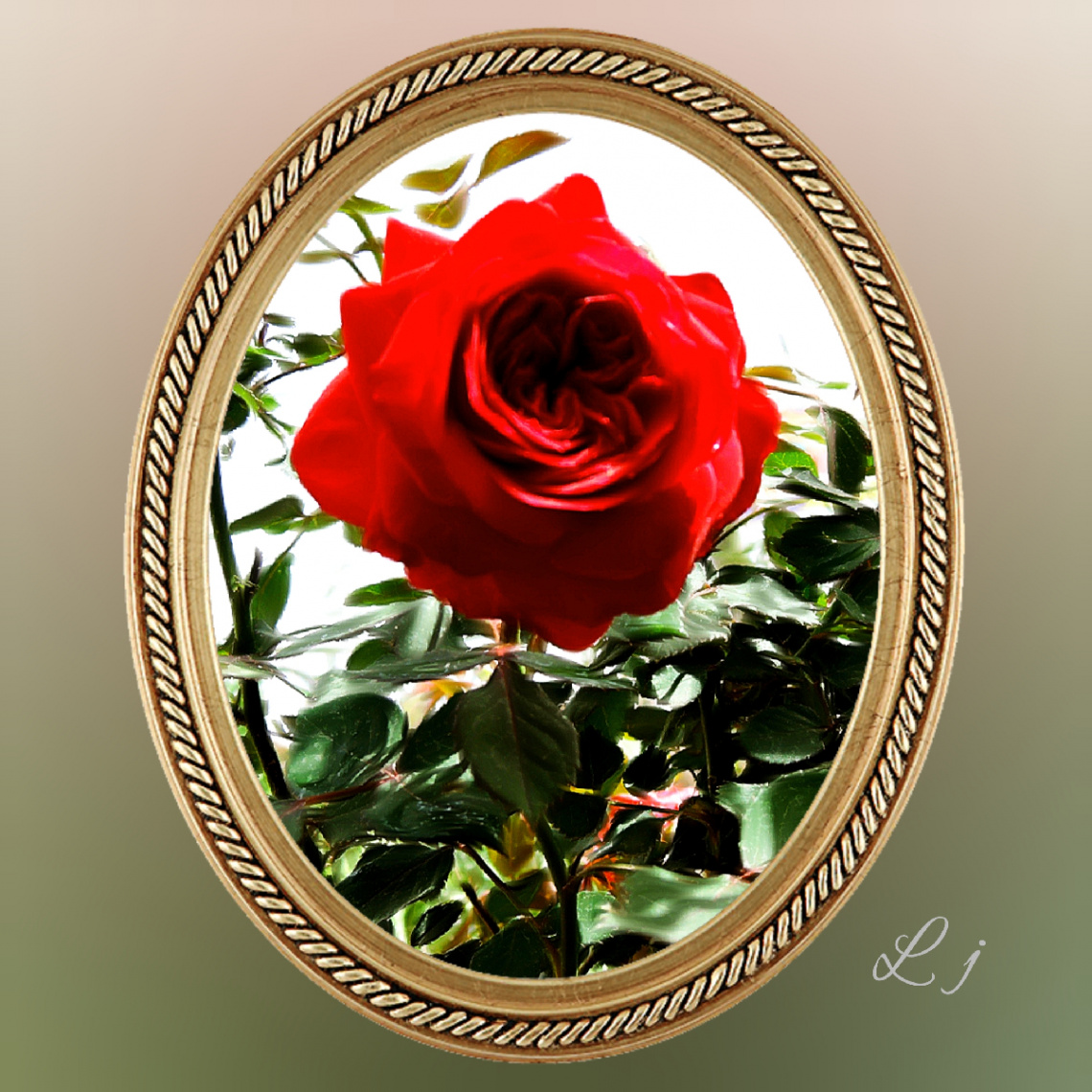 Rose in Frame