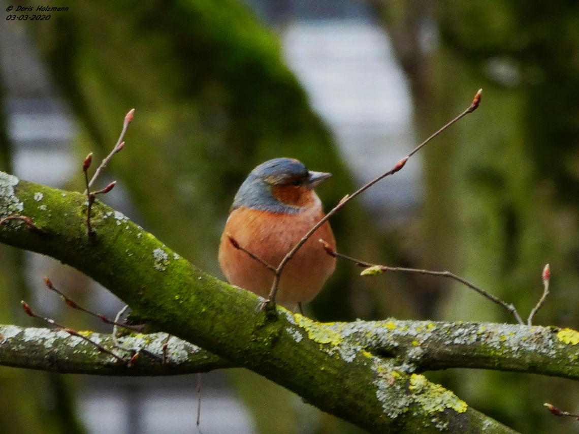 Chaffinch