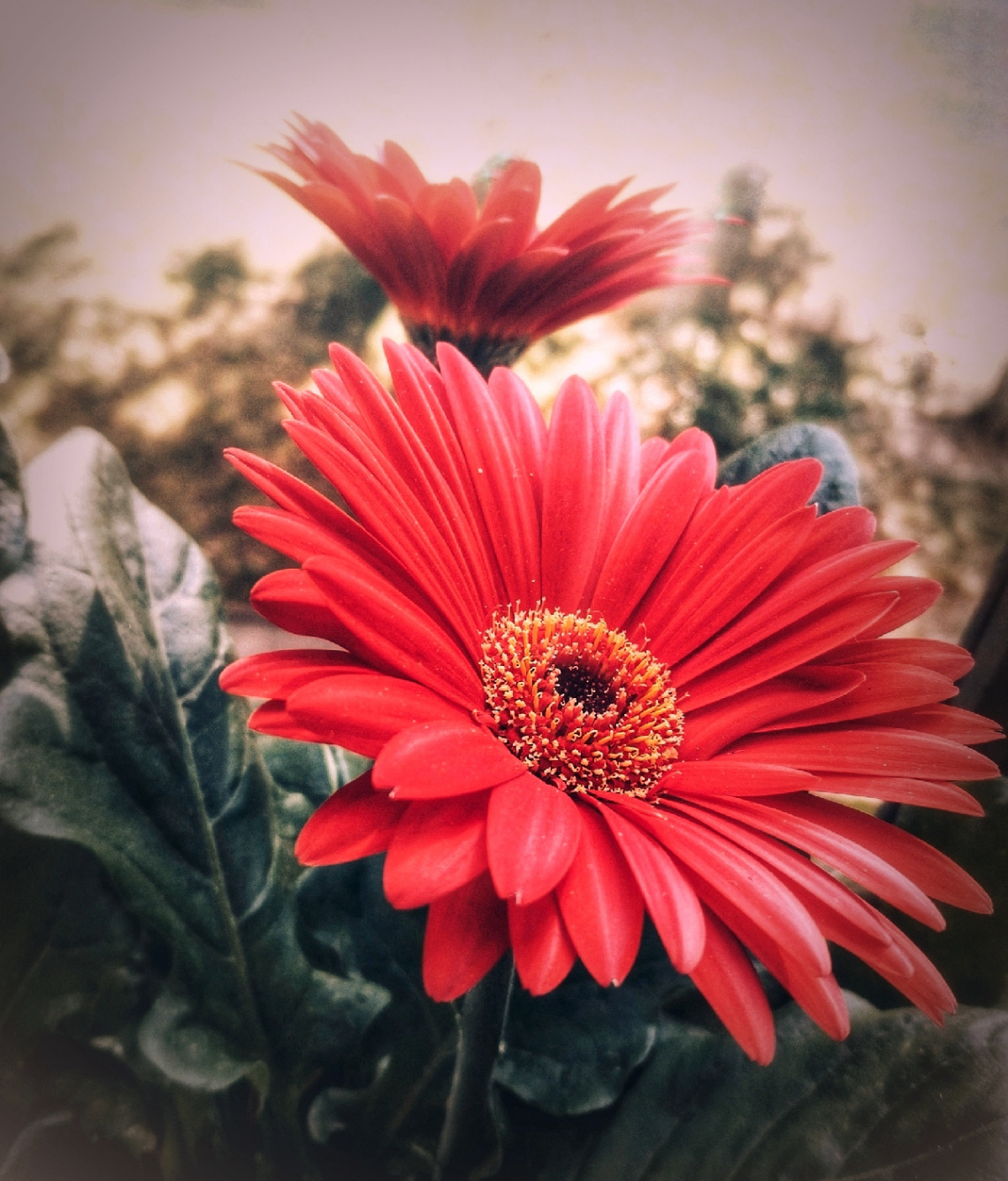 AFRICAN DAISY