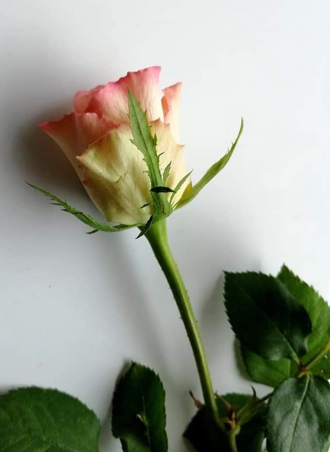 ROSE FOR YOU