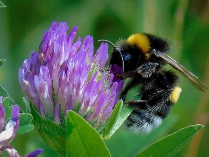 BUMBLEBEE AND CLOVER