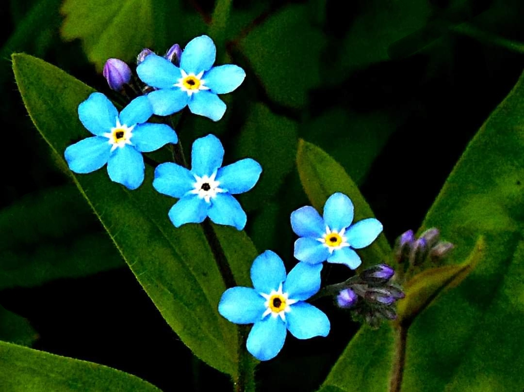 FORGET-ME-NOT