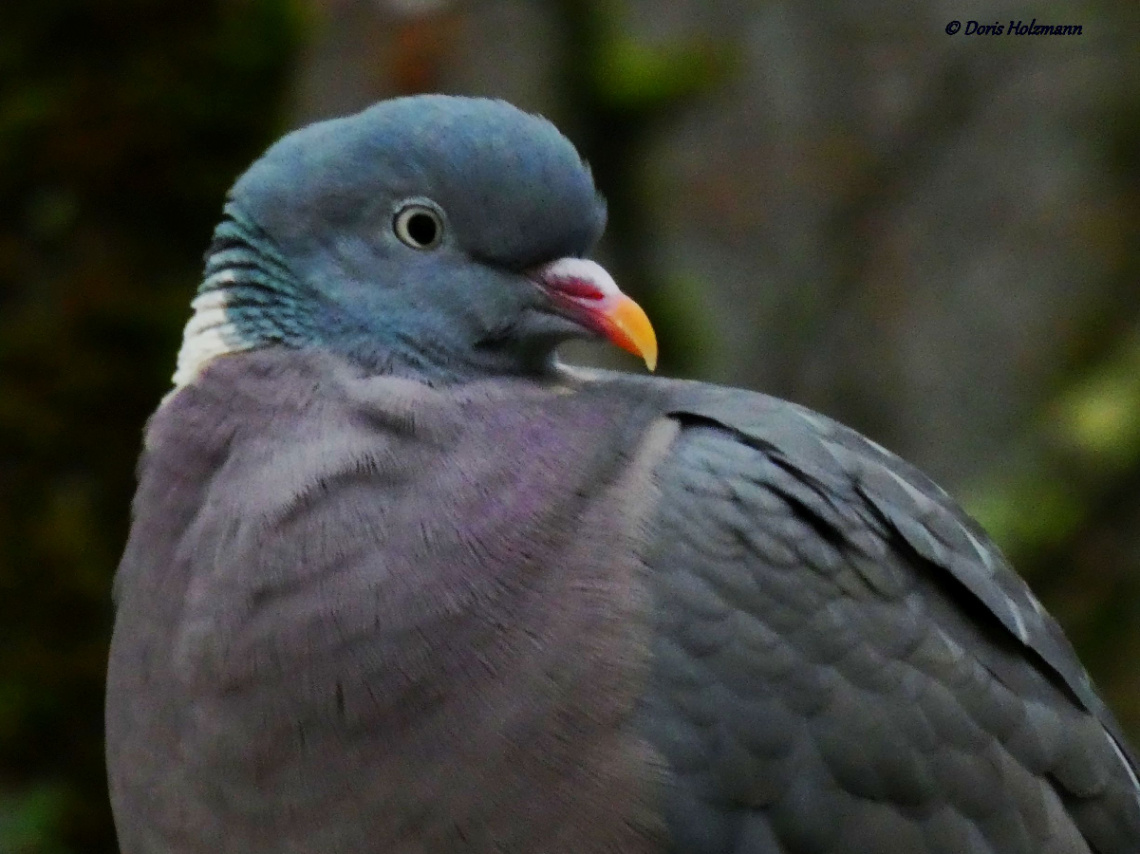 Common wood pigeon