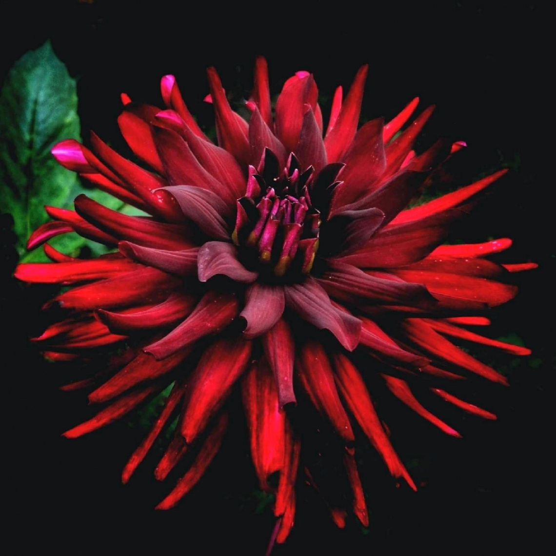 RED DAHLIA 