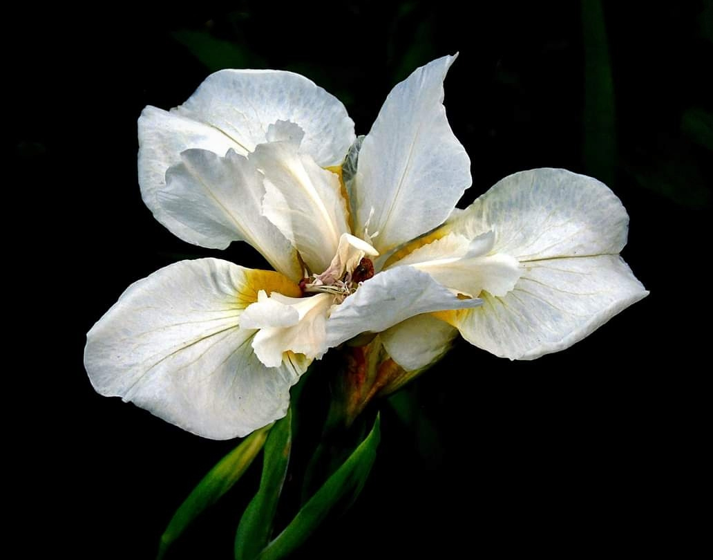 WHITE IRIS