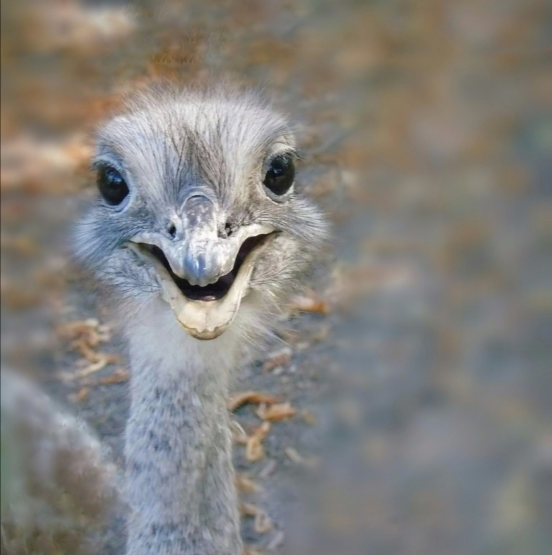 OSTRICH