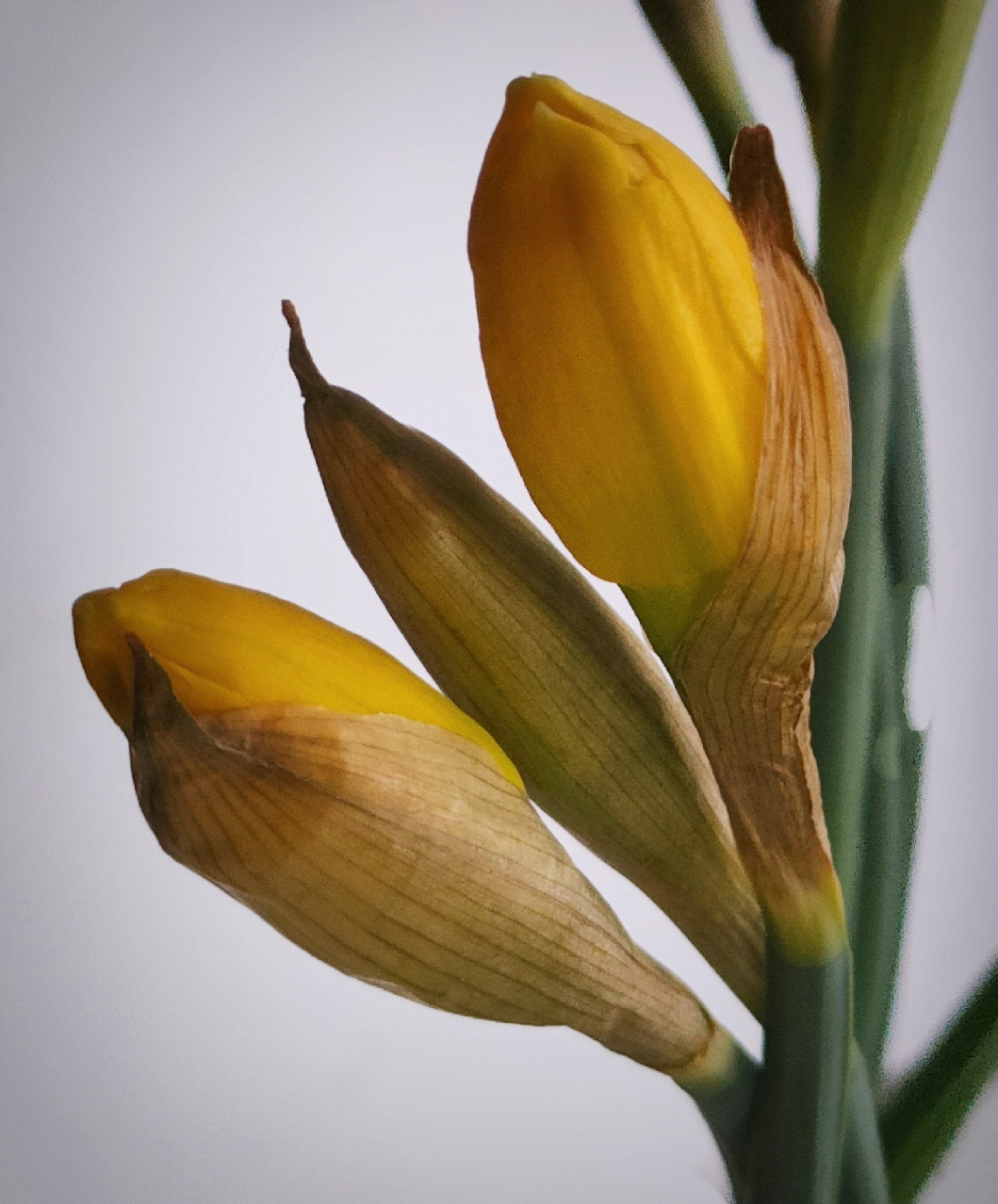 JONQUILS BUDS