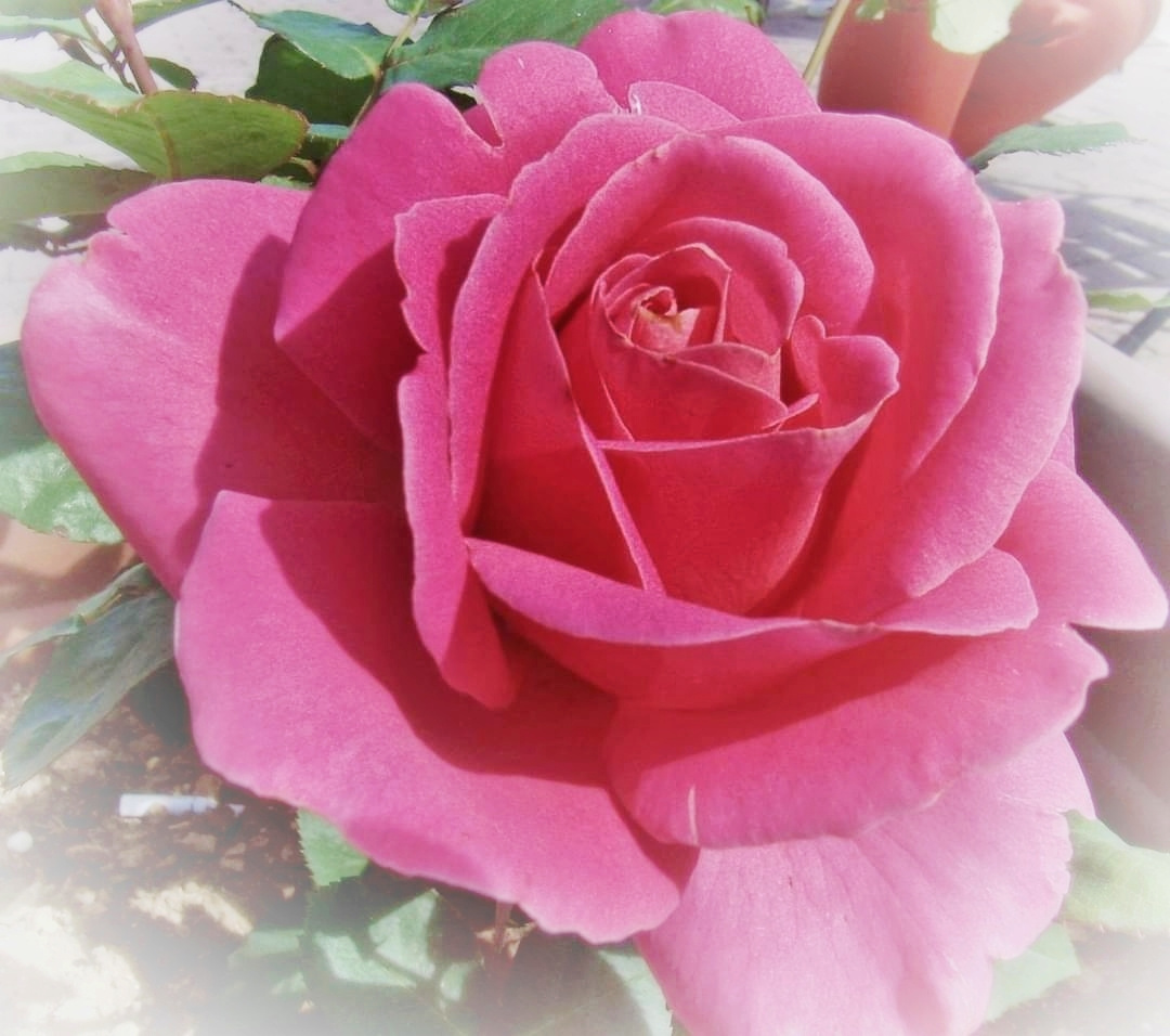 PINK ROSE