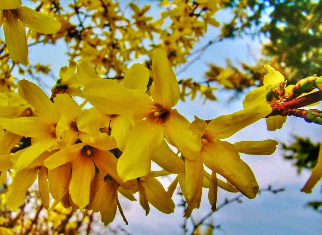 FORSYTHIA