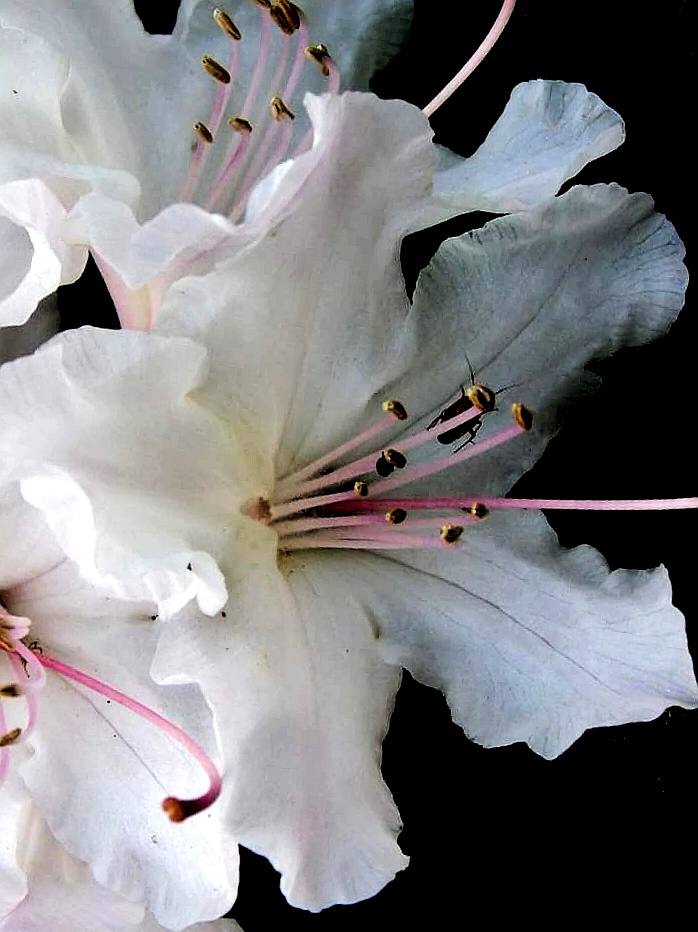 WHITE RHODODENDRON 