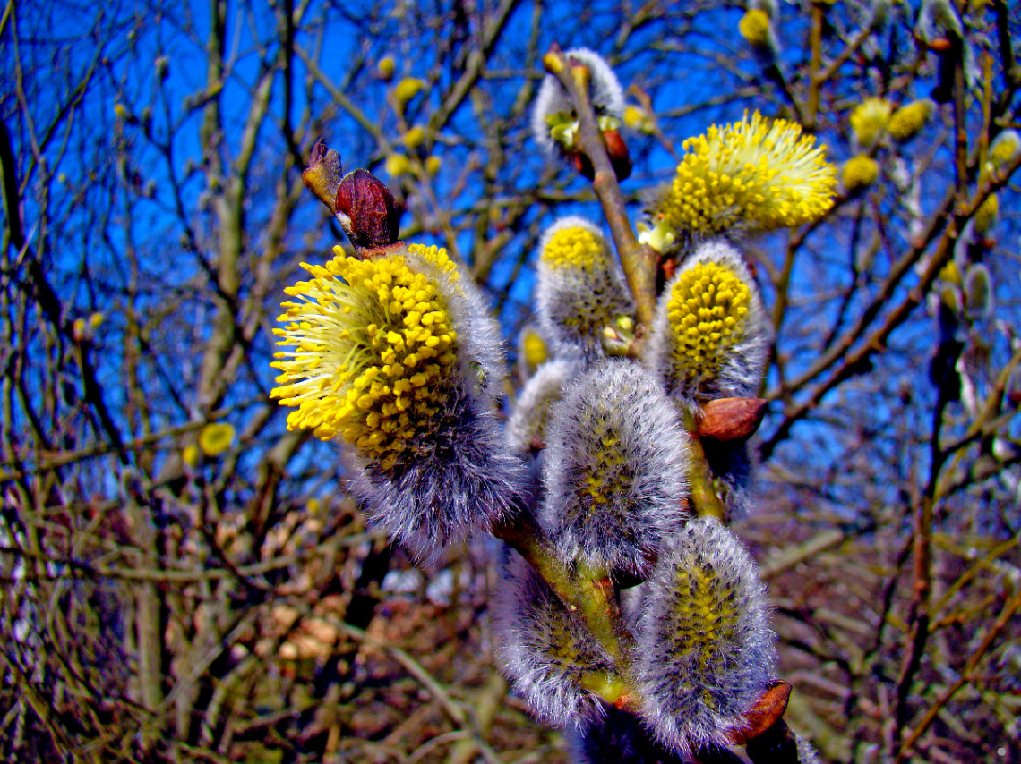 FRÜHLING