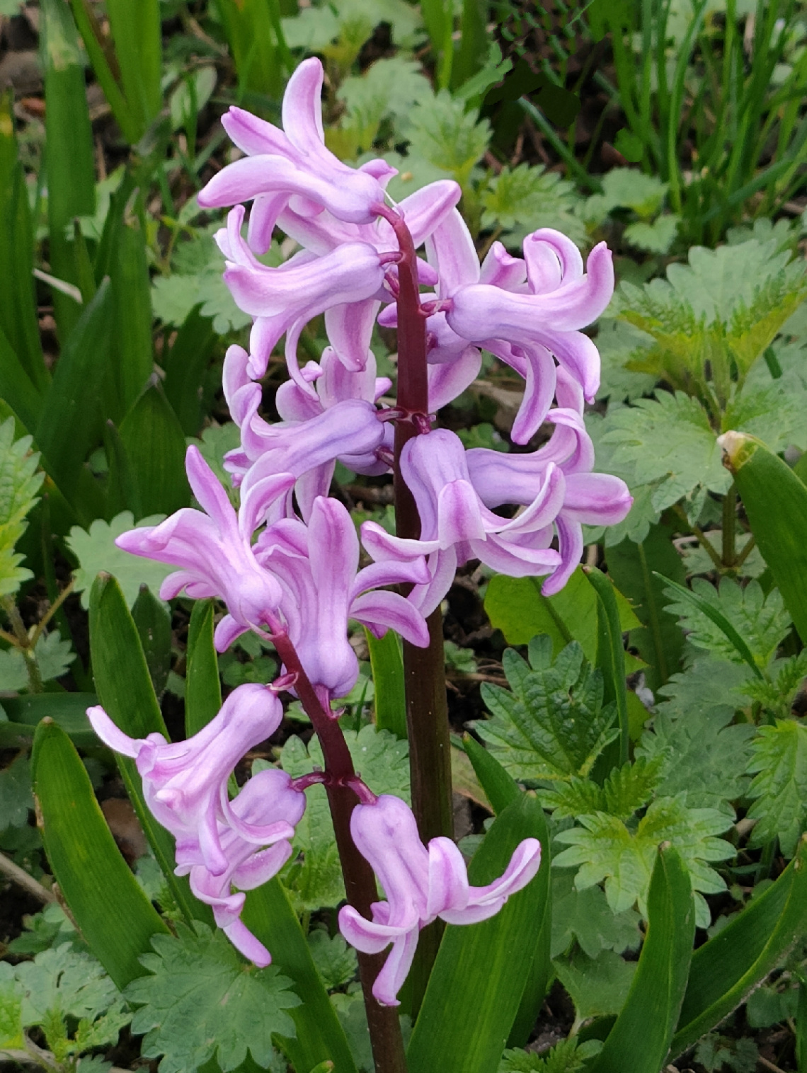 SPRING HYACINTH 