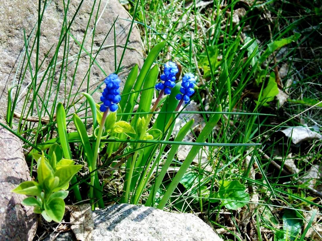 SPRING BLOOMING