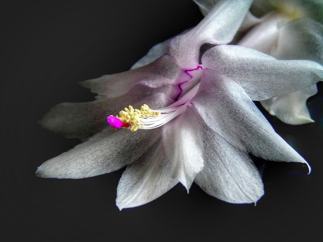 SCHLUMBERGERA