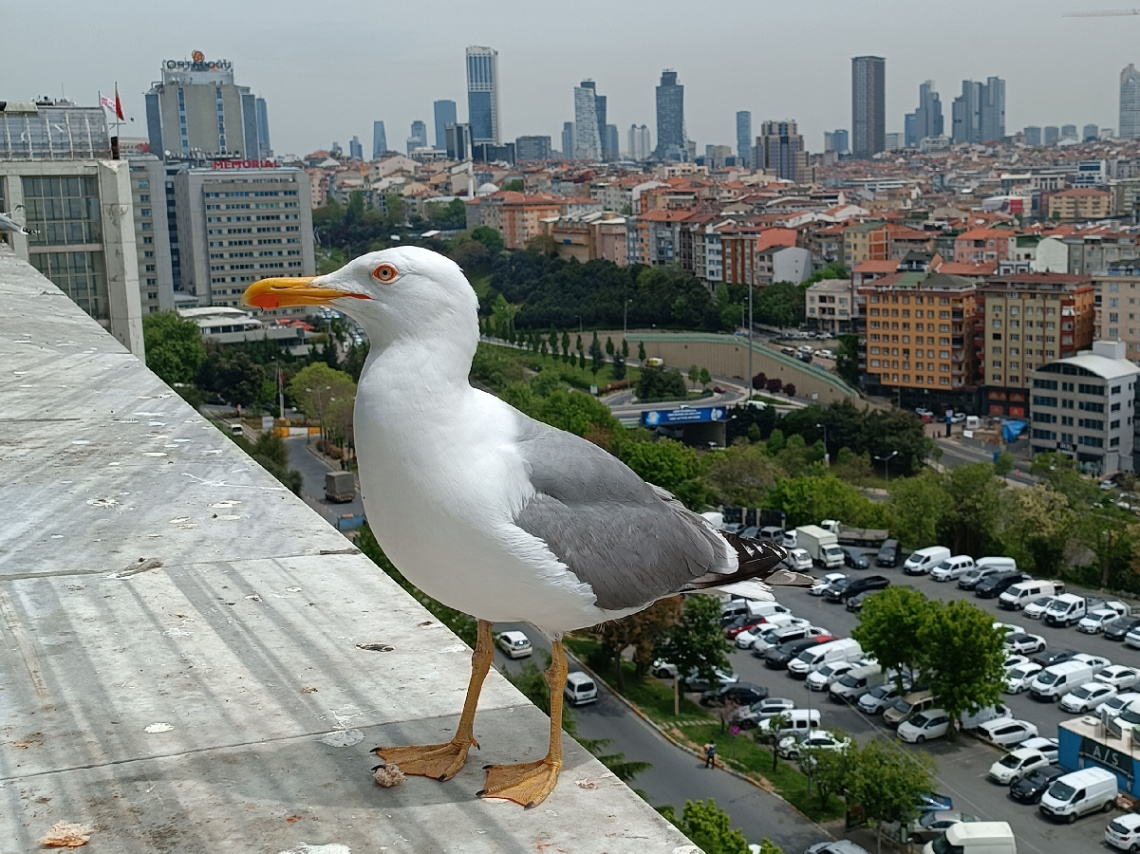 İsanbul ve Martı