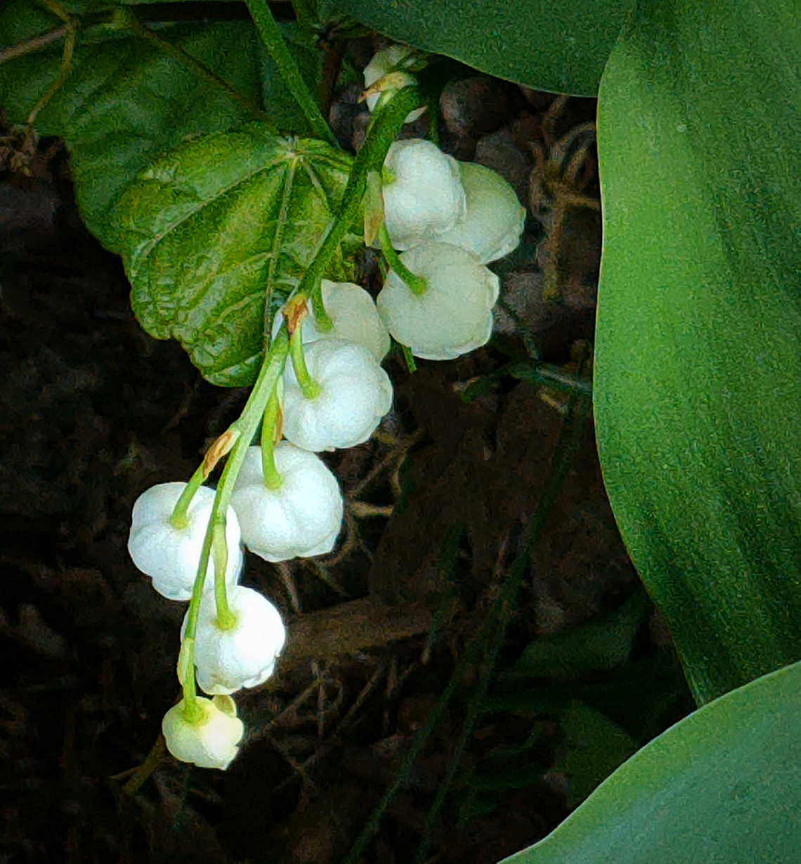 LILLY OF THE VALLEY 