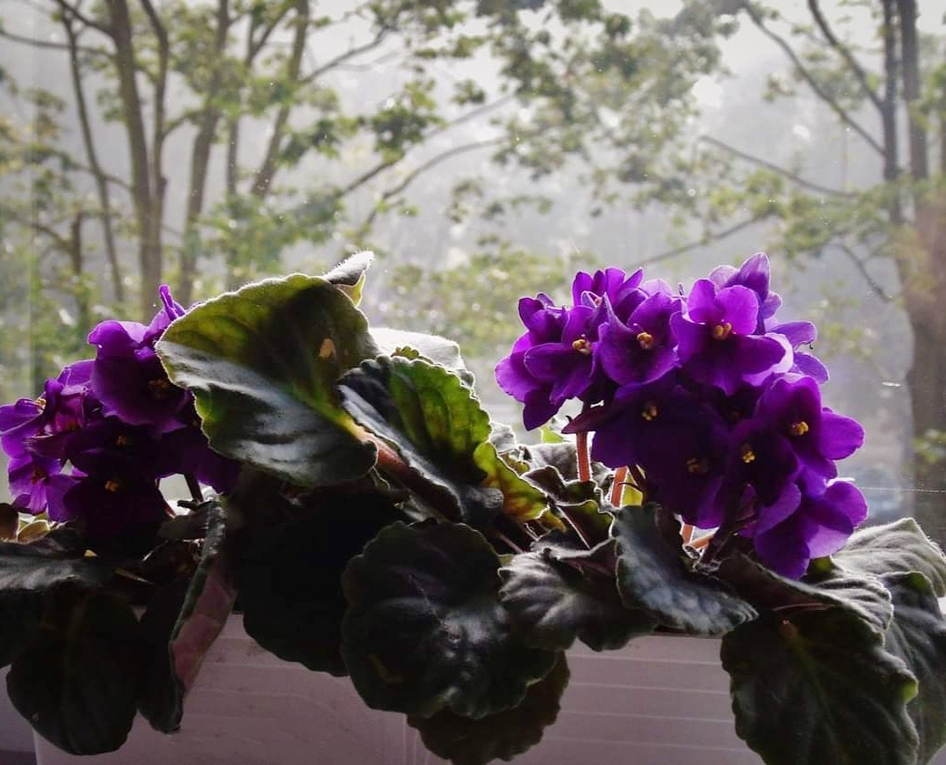 FOGGY DAY AND VIOLETS