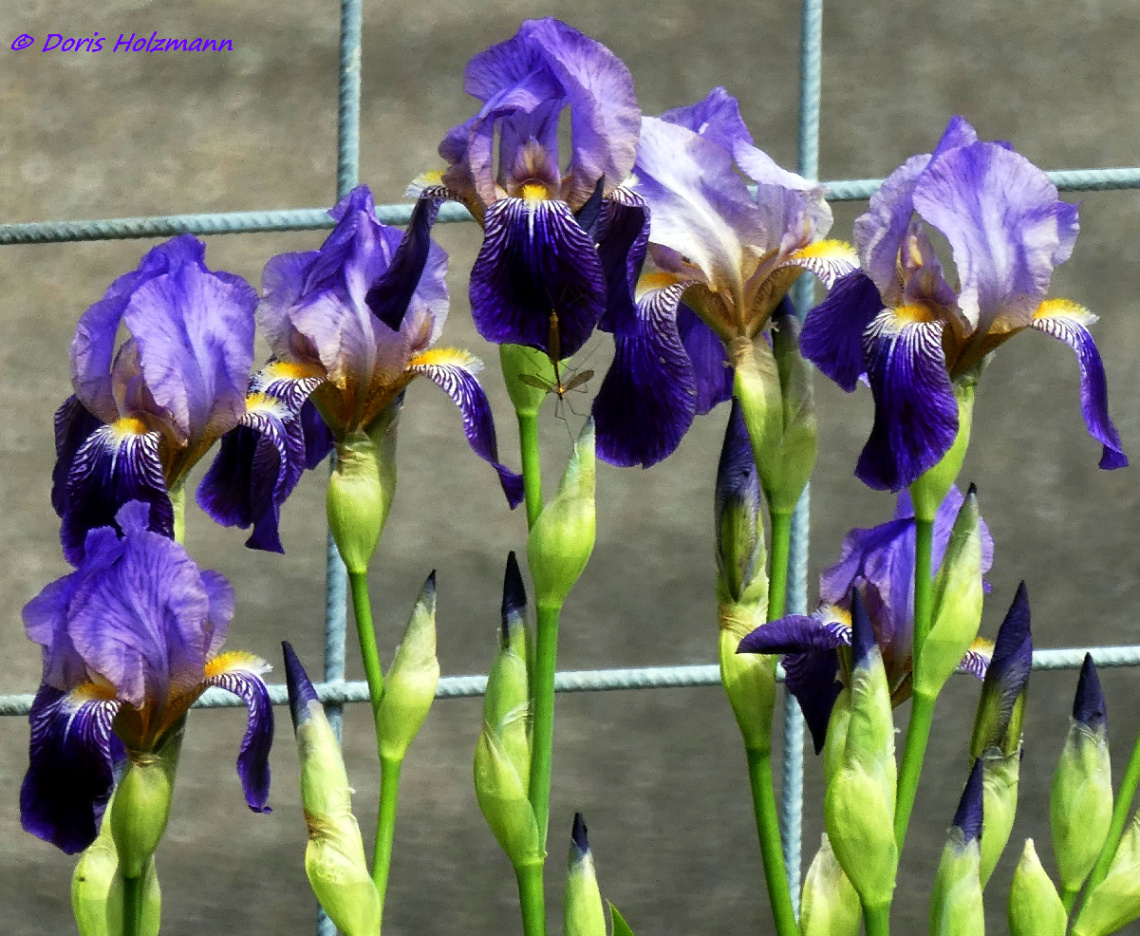 German iris