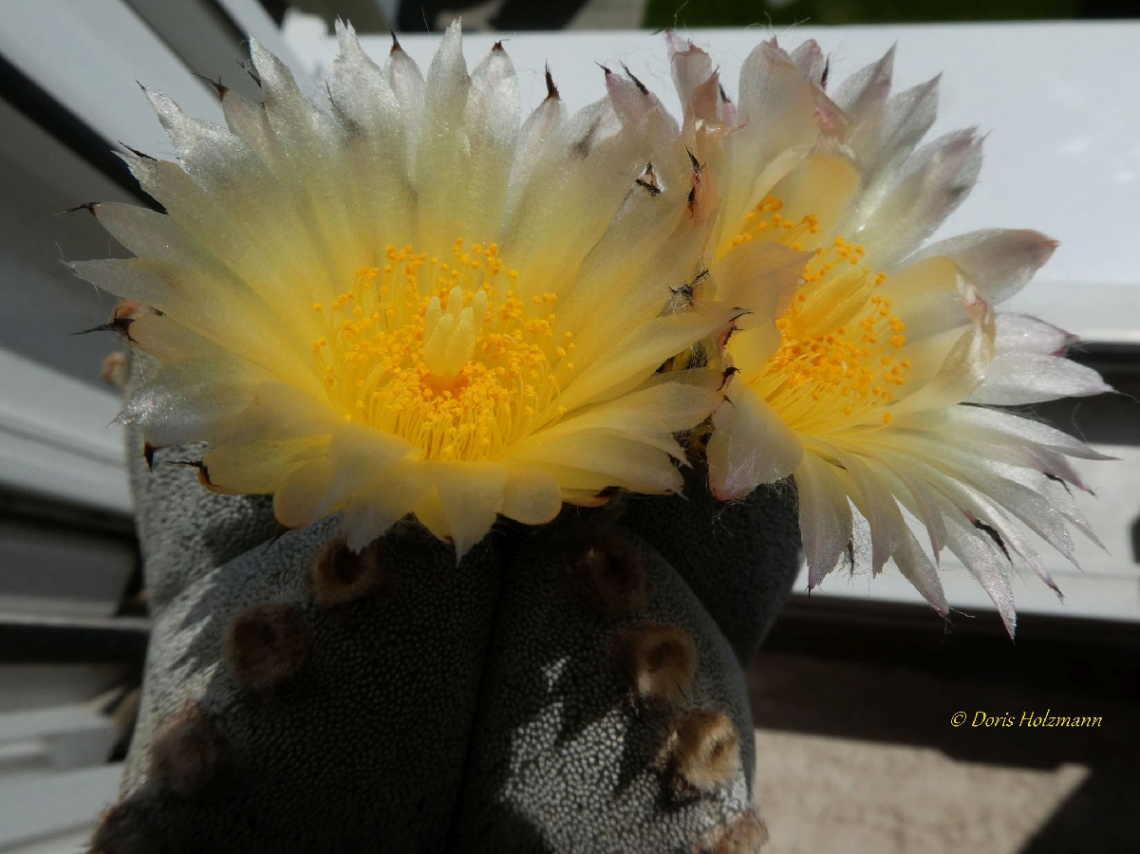 Bishop's Hat (Astrophytum myriostigma)