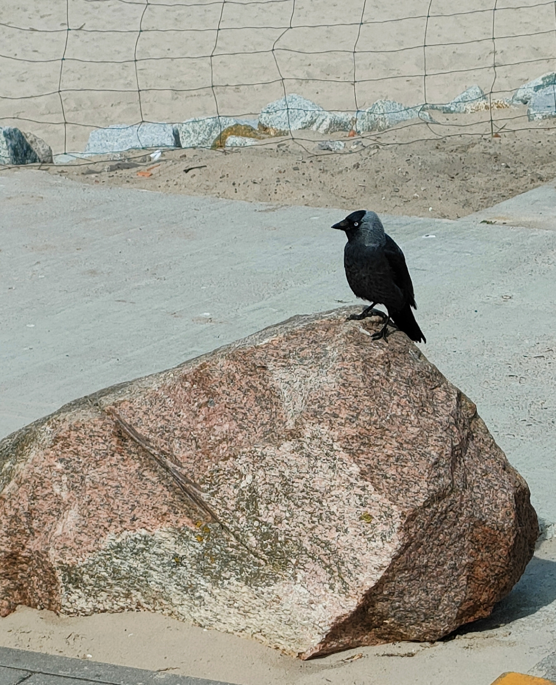 EUROPEAN JACKDAW