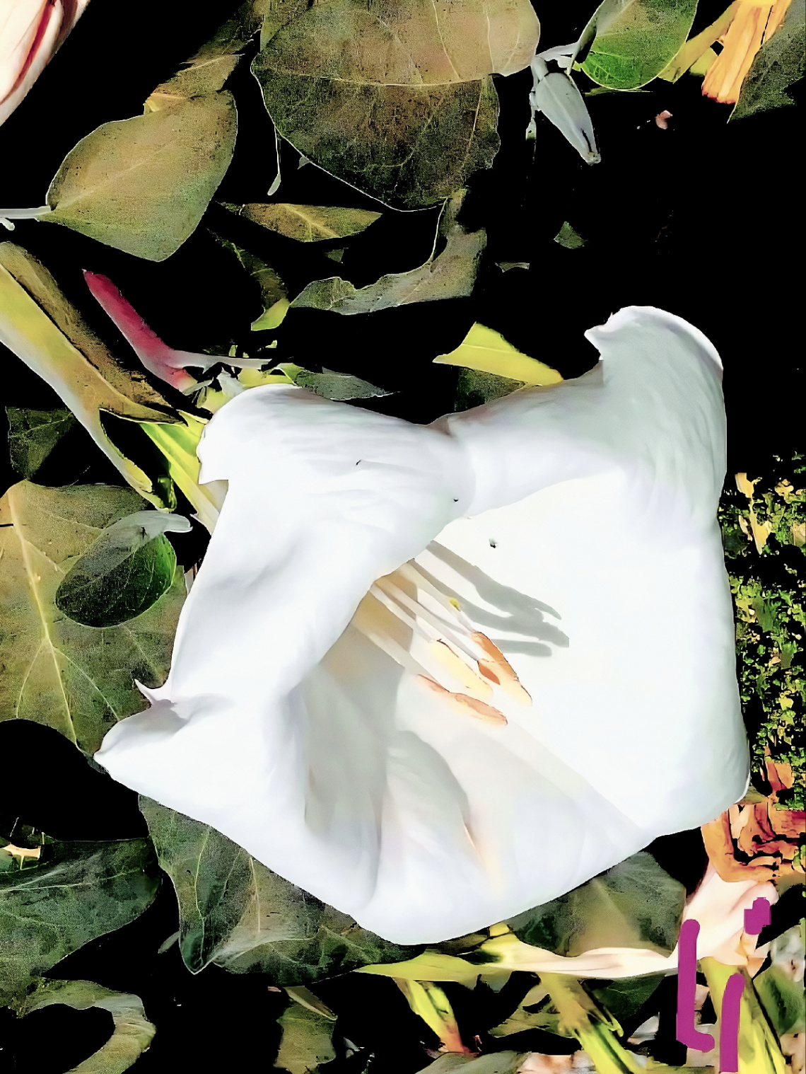 Datura' dizzying bloom ⚜⚜⚜