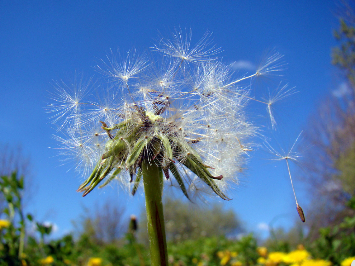 BLÜTE