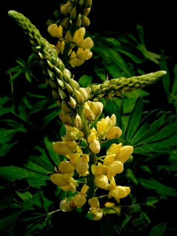 YELLOW LUPIN