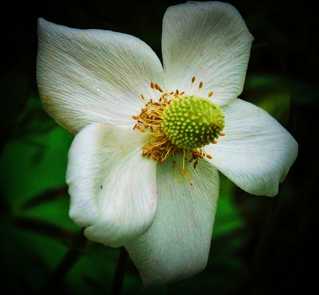 WHITE ANEMONE