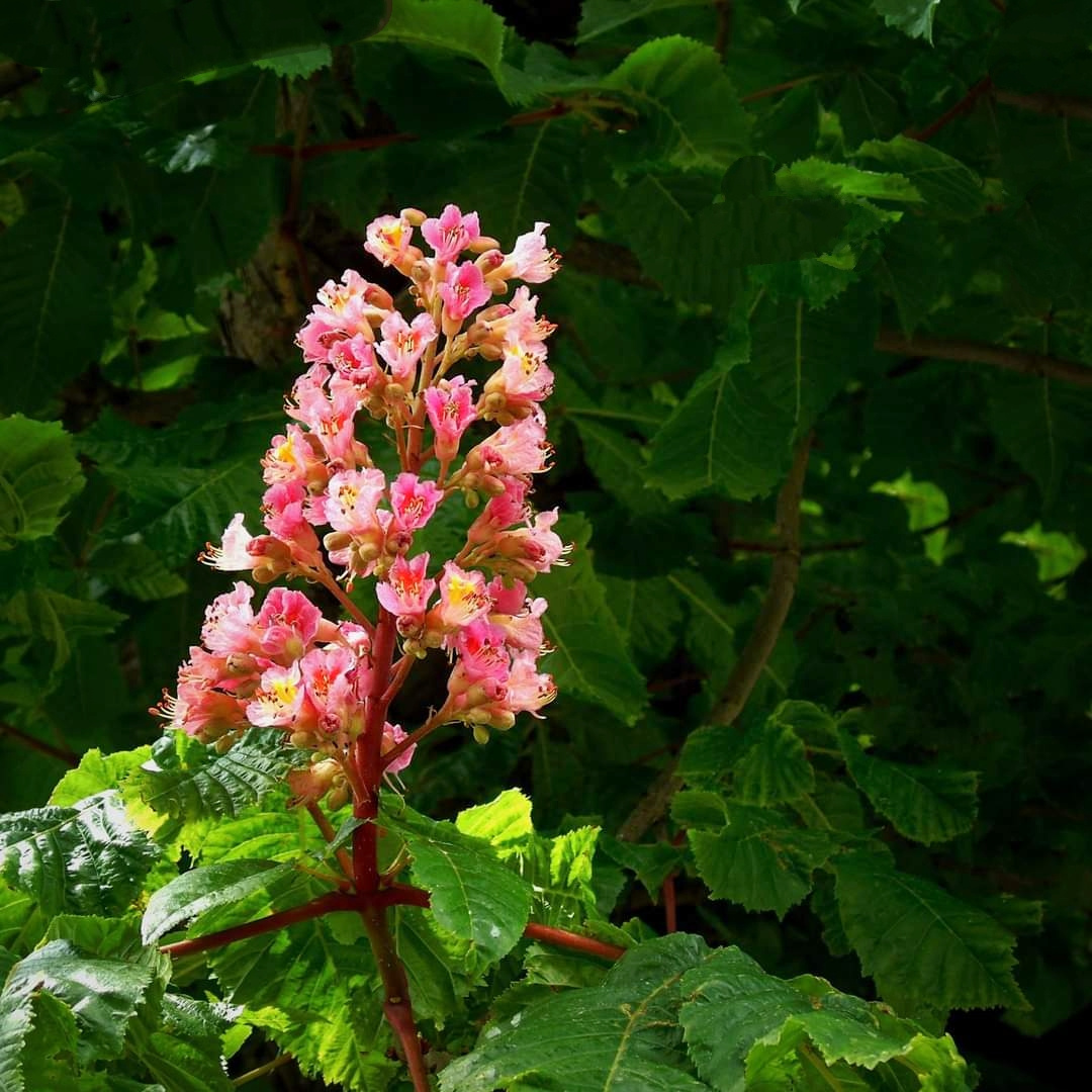 CHESTNUT FLOWER AGAIN