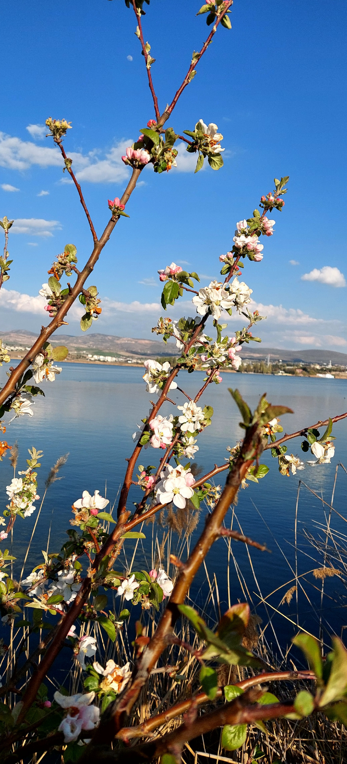 Bakışım