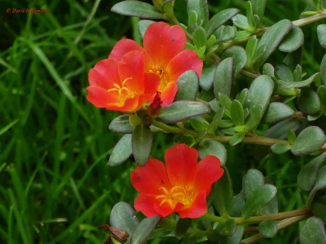 Portulaca grandiflora