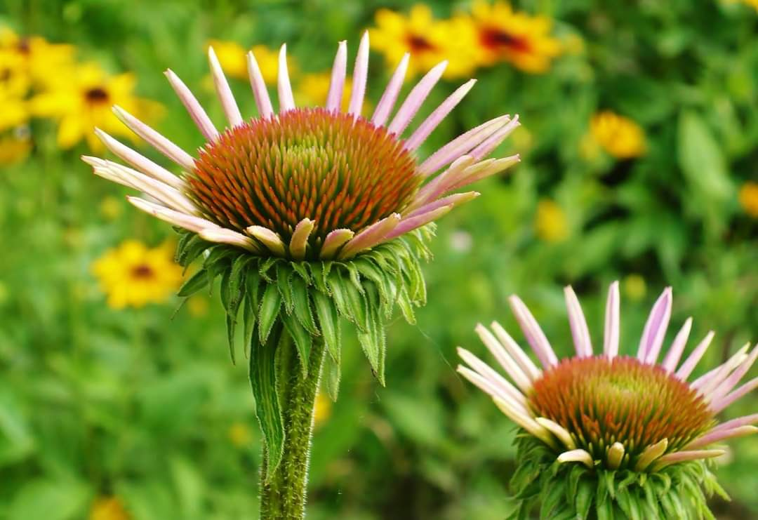 ECHINACEA PURPUREA