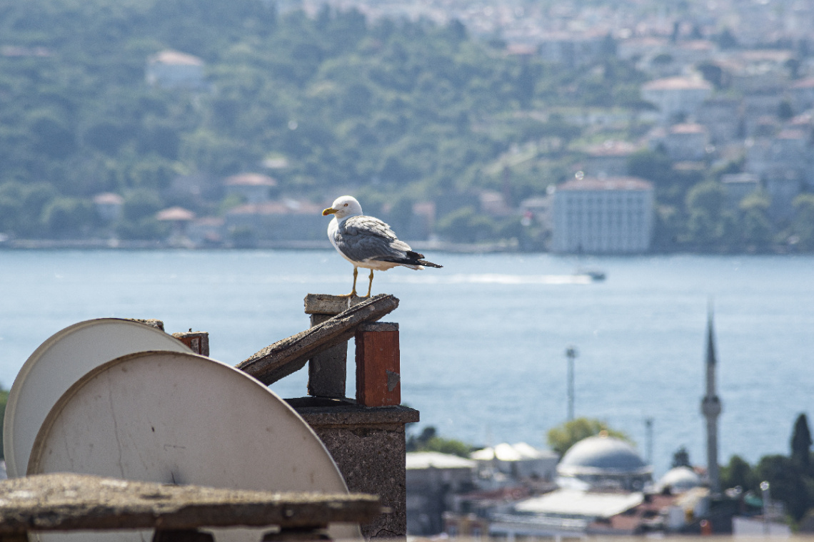 Boğaziçi ve Martı