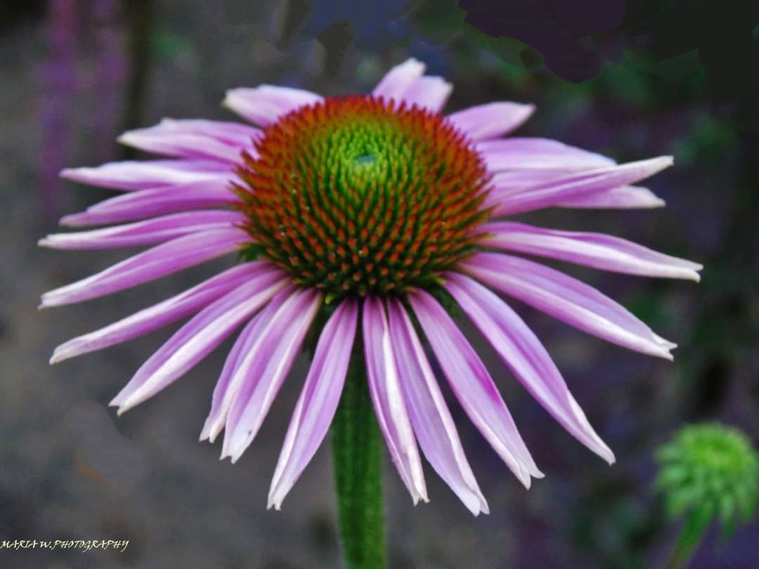 ECHINACEA