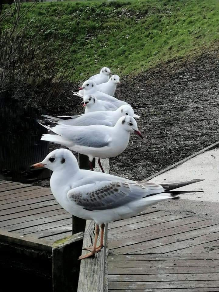 SEAGULLS