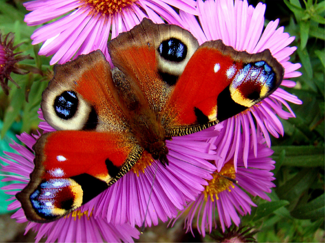 SCHMETTERLING