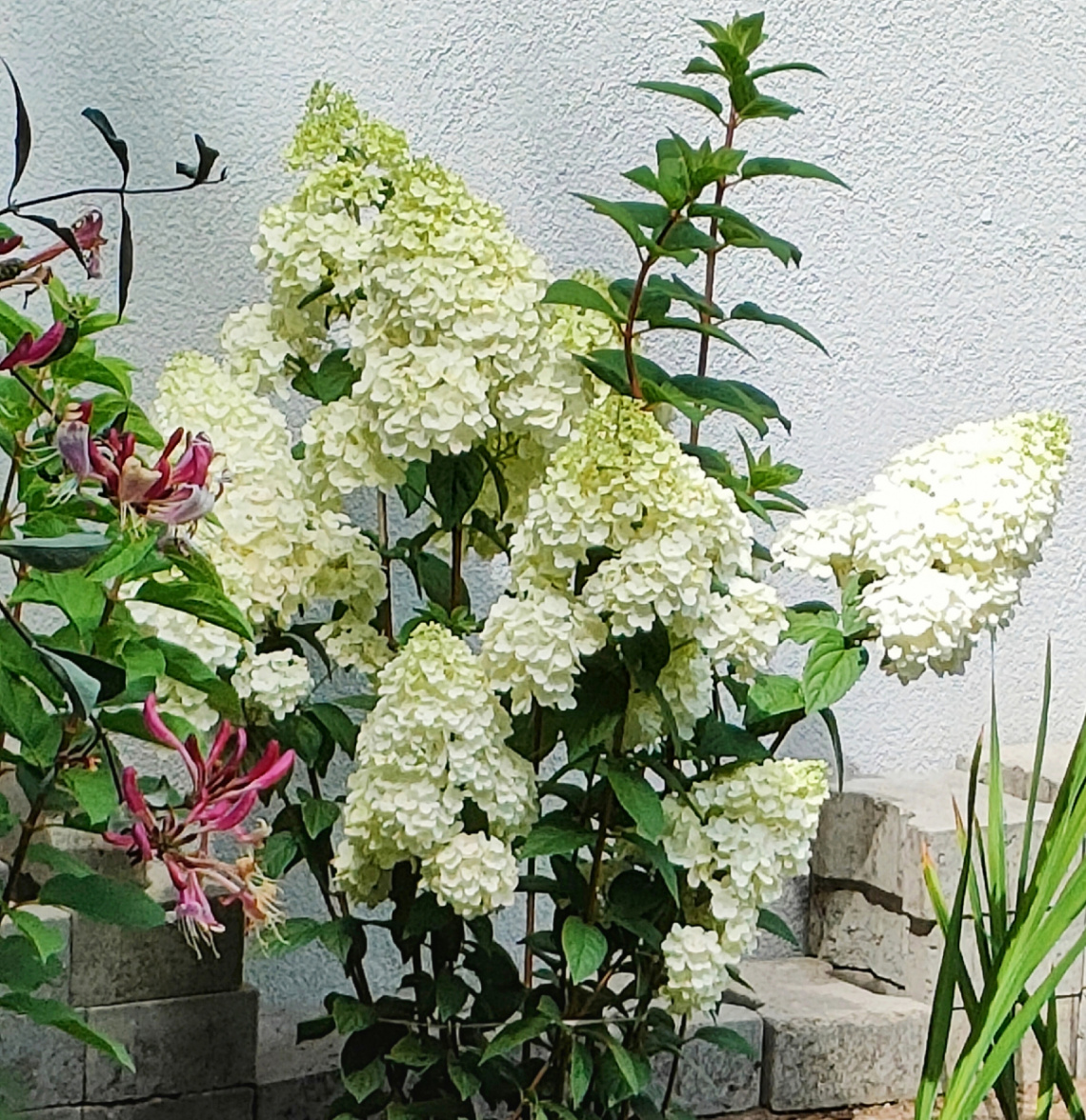 WHITE HYDRANGEA