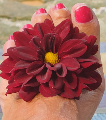 DAHLIA ON THE FOOT