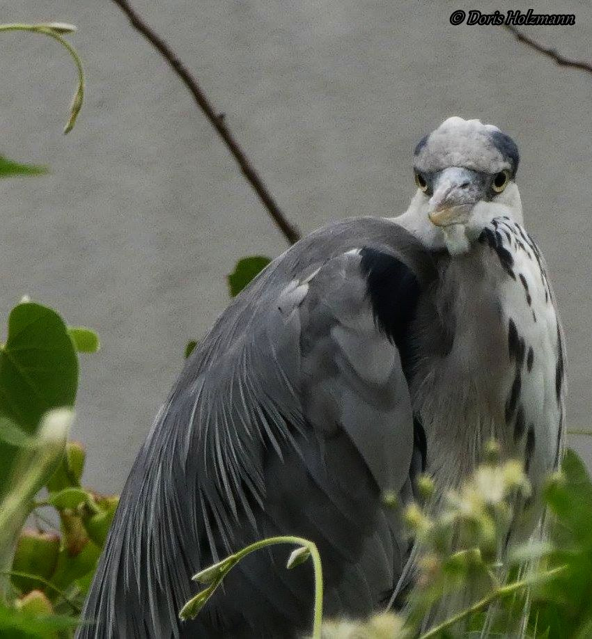 grey heron (Ardea cinerea)  