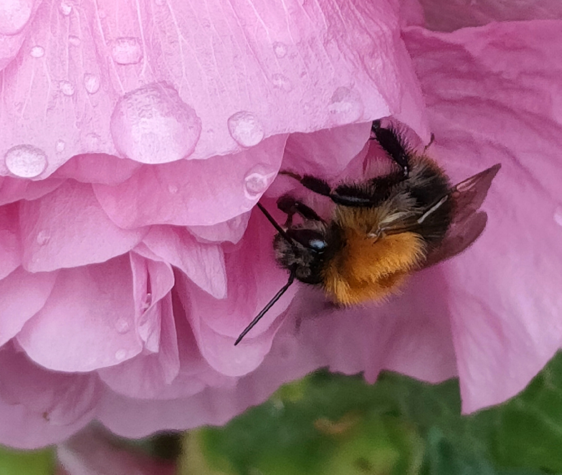 BUMBLEBEE AND MALLOW 