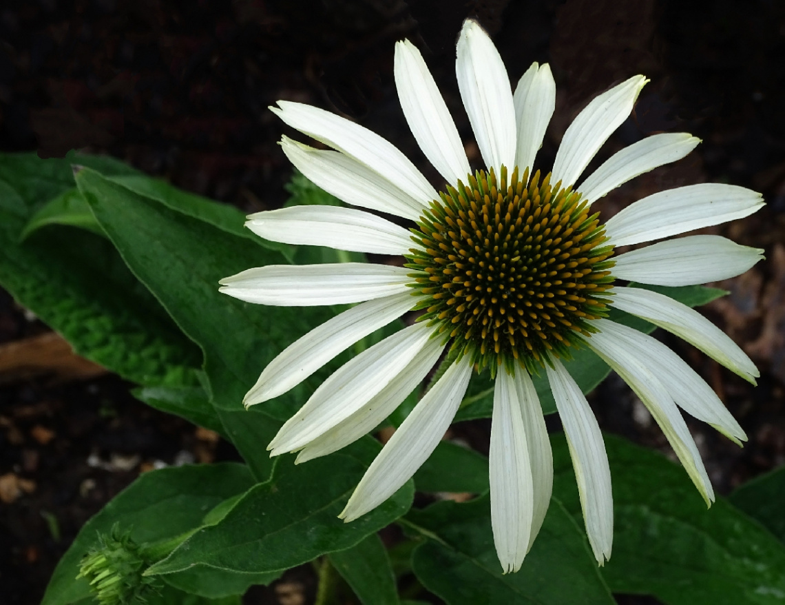 WHITE ECHINACEA