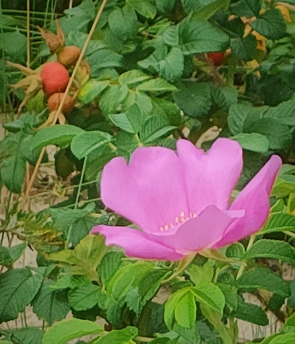 WILD  ROSE