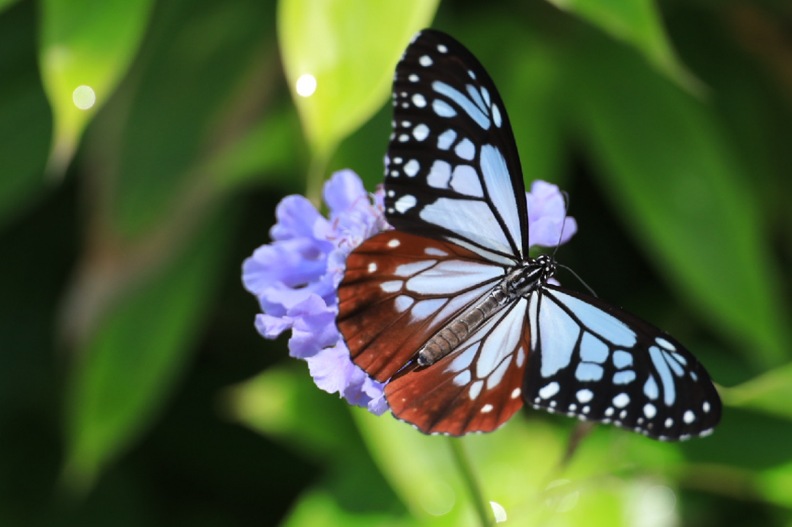 Tripping butterfly