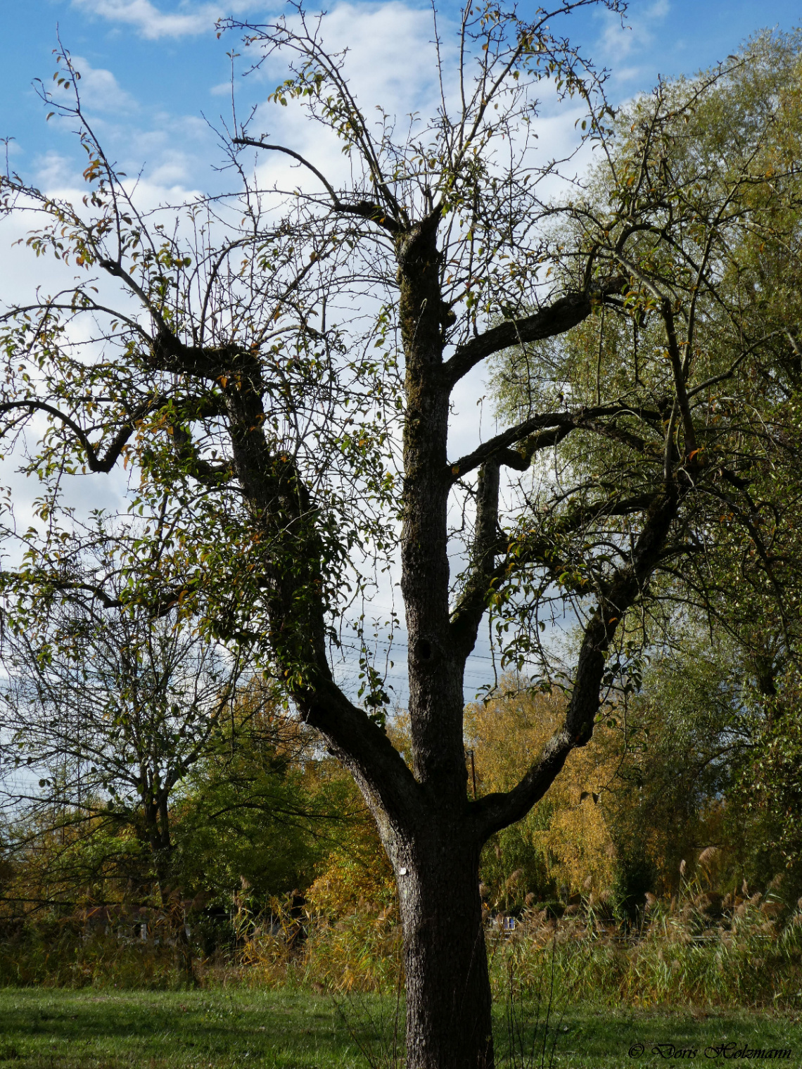  nature reserve Saumseen, Karlsruhe / Germany