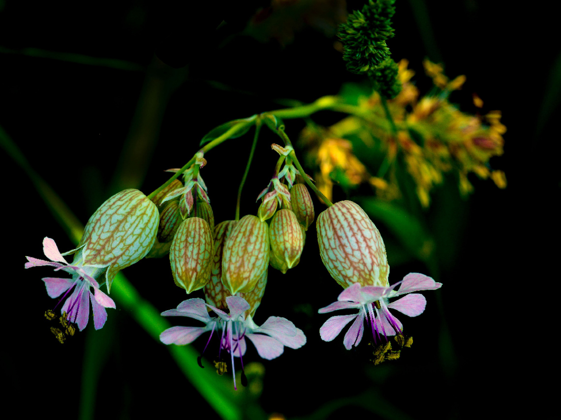 BLÜTEN