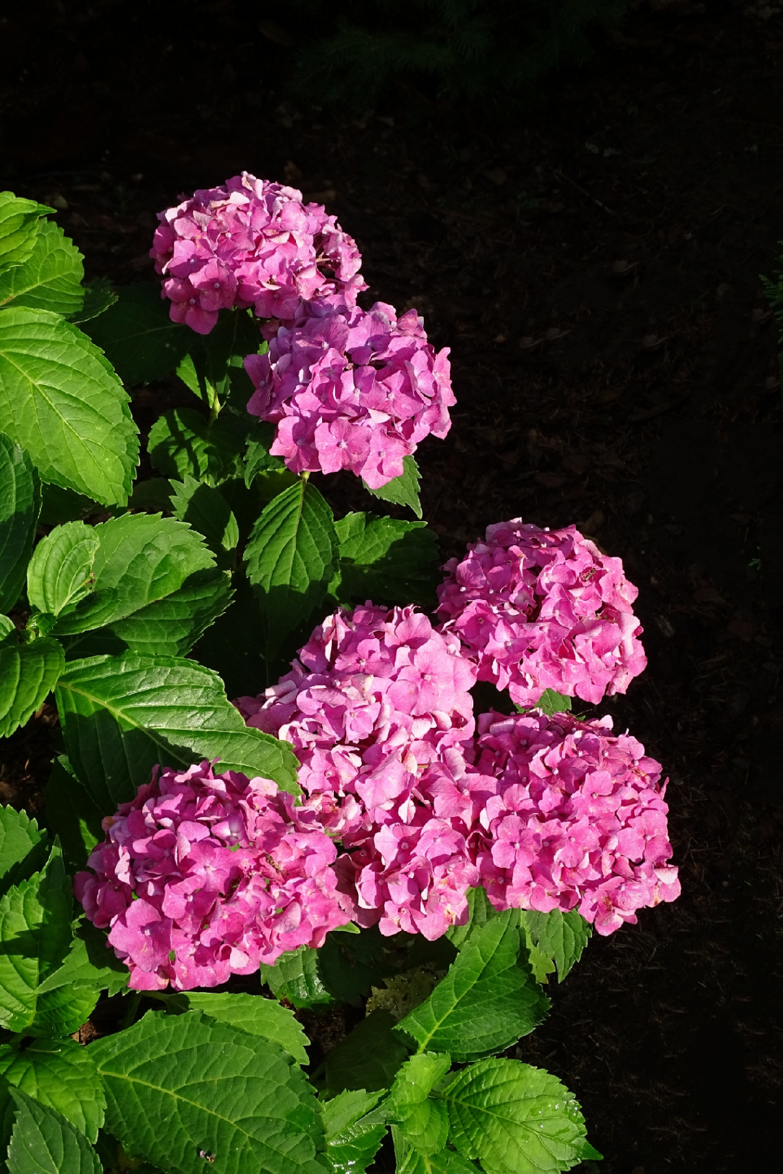 GARDEN HYDRANGEA 