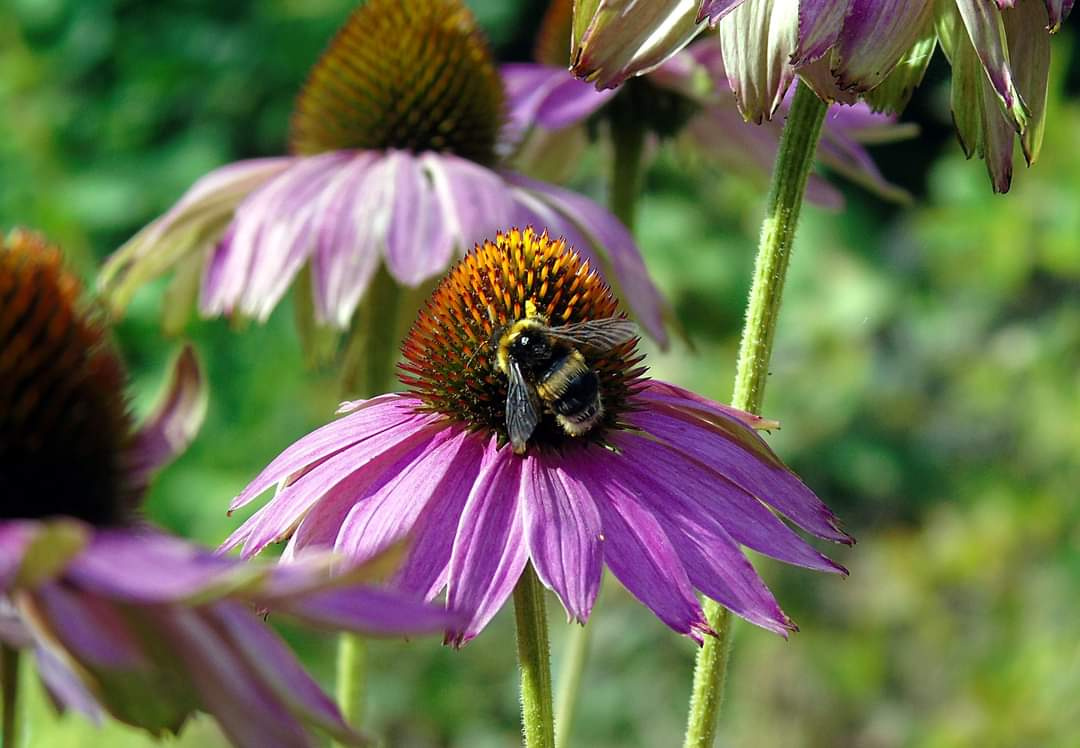 ECHINACEA AND BUMBLEBEE 