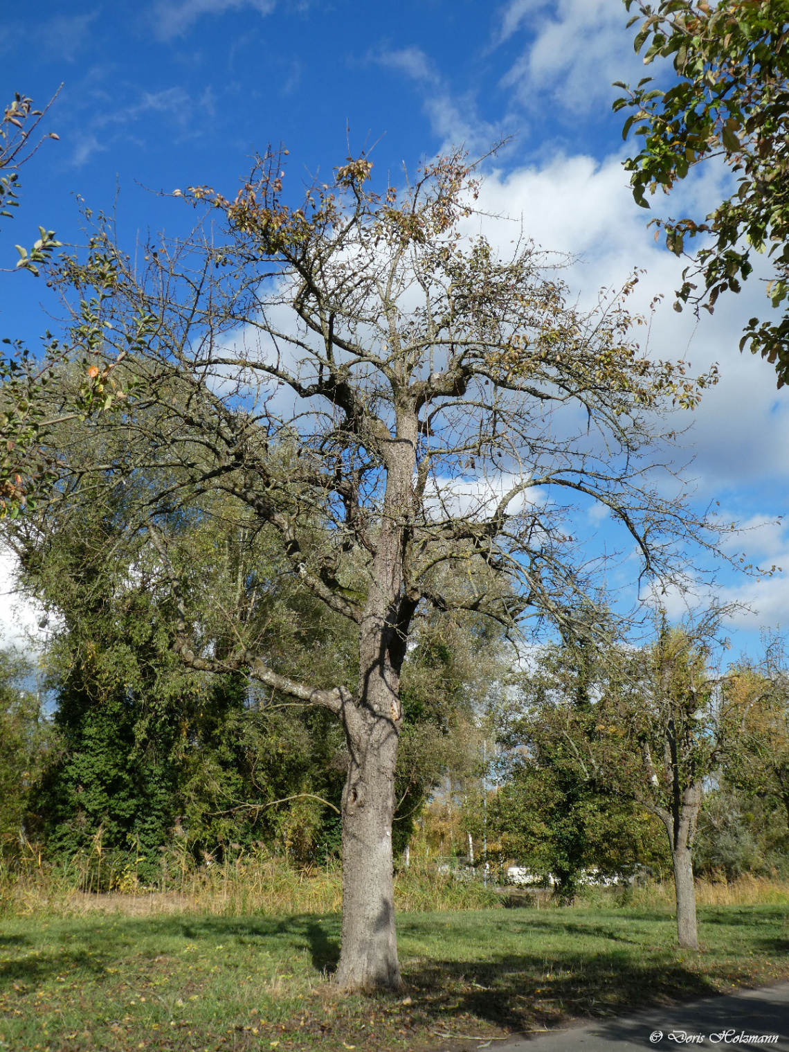 Orchard meadow