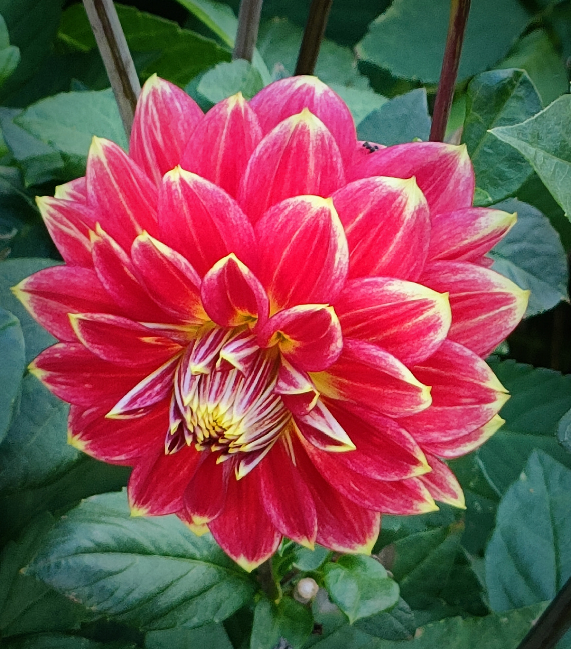 RED DAHLIA 