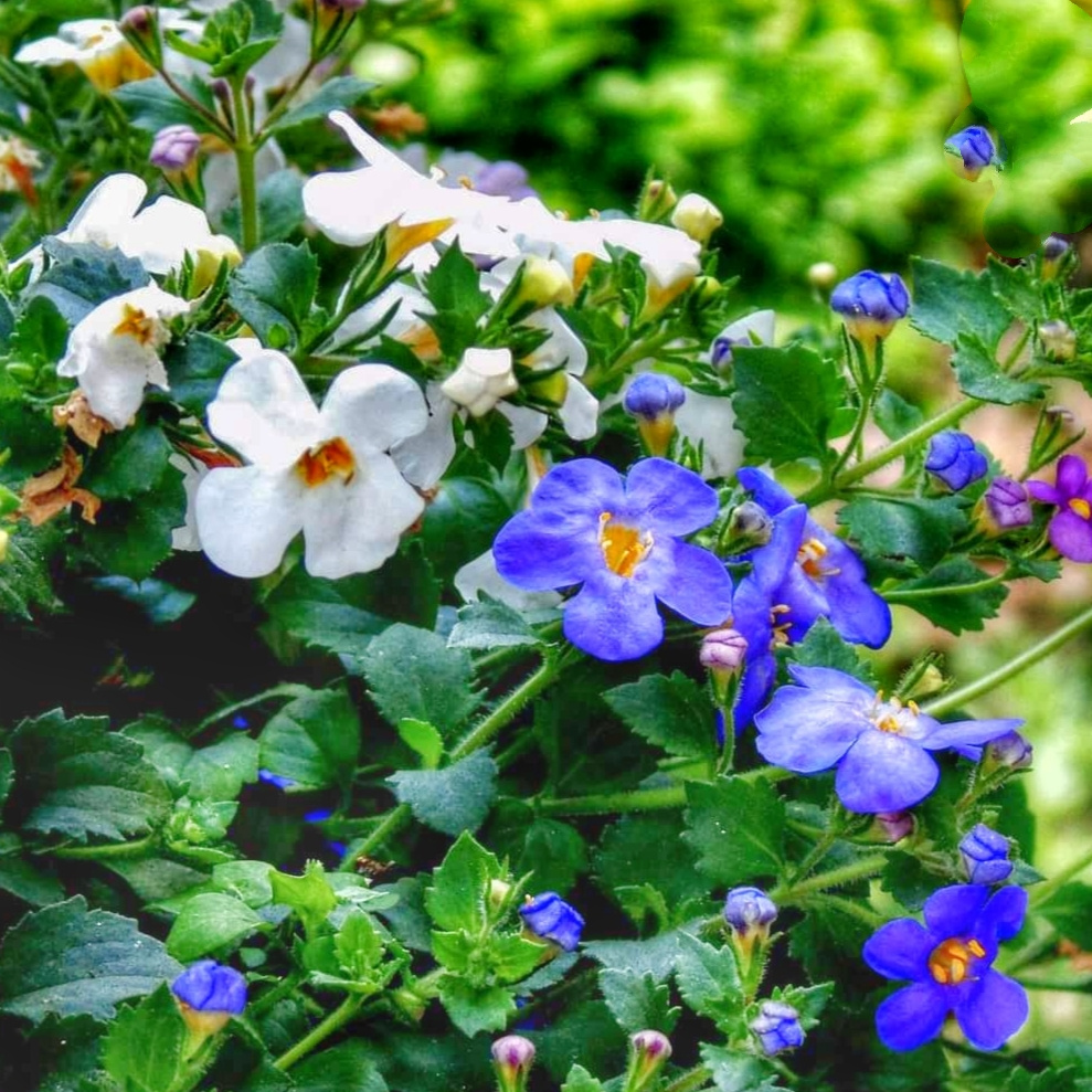 BACOPA